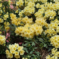 Rhododendron ‘Hotei’ Evergreen Shrub | Yellow Midseason Blooms | One Gallon Container
