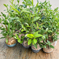 Camellia sinensis Anji White Tea Plant – Live Premium Chinese Green Tea Variety