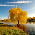 Golden Weeping Willow Tree 3 Feet Tall | Salix alba ‘Tristis’ Live Ornamental Shade Tree