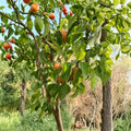 Korean Noryang Giant Asian Pear Tree – Live Bare Root Pyrus pyrifolia | 32–36 Inches Tall