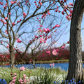 Mokel Japanese Flowering Apricot Tree – Prunus mume Live Bare Root Tree | 30 Inches Tall | Early Pink Blooms | Ume Fruit Tree
