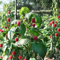 Autumn Bliss Raspberry - Live Rooted Everbearing Red Raspberry Plant | Zones 3-8