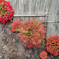 Moon Bay Heavenly Bamboo – Nandina domestica ‘Moon Bay’ | Dwarf Evergreen Shrub | Red Winter Color | #3 Container
