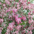 Acer palmatum ‘Oridono Nishiki’ Pink Variegated Japanese Maple Tree | 30–35 Inches Tall | #3 Container