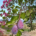 Prune D'Ente 707 European Plum Tree – Prunus domestica Live Fruit Tree 3 Feet Tall