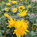 Japanese Golden Crown Mum Plant – Chrysanthemum Live Perennial Flower with Large Golden Blooms