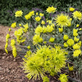 Green Chrysanthemum Plant – Live Perennial Flower with Large 5 Inch Blooms in Nursery Pot