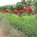 Red Gala Apple Tree – Malus domestica Bare Root | 32 Inches Tall | Sweet Crisp Apples on M7 Rootstock