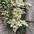 Esk Sunset Maple – Acer pseudoplatanus ‘Esk Sunset’ | Rare Variegated Sycamore Maple Tree in #3 Container
