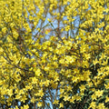 Winter Jasmine Jasminum nudiflorum Live Plant | 1 Gallon Nursery Pot Bonsai Starter | Early Yellow Blooming Vine