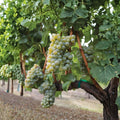 Sauvignon Blanc Grape Plant – Vitis vinifera Live Vine in Nursery Pot | Premium White Wine Grape