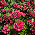 Escallonia Redclaws Plant – Evergreen Shrub with Reddish Pink Flowers in Nursery Pot