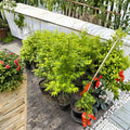 Acer palmatum ‘Aoyagi’ – Rare Green Bark Japanese Maple Tree, 40–50 Inches Tall, #3 Container