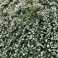 Renaissance Bridal Wreath Spirea - White Flowering Shrub in 4 Inch Pot | Hardy Landscape Plant