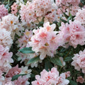 Rhododendron ‘Cunningham’s Blush’ – Evergreen Shrub with Pale Pink White Blooms | Cold Hardy 15–18 Inch Field Grown Plant