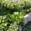 Manhattan Euonymus Live Evergreen Shrub in 3 Gallon Pot | Euonymus kiautschovicus Privacy Hedge