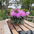 Rhododendron ‘English Roseum’ Evergreen Shrub | Purple Flowers | Fast Growing Cold Hardy Plant