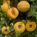 Brittany Gold Apricot Tree – Prunus armeniaca Live Bare Root | 3 Ft Tall | Self-Fruitful Apricot Tree