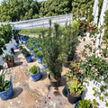 Taxus baccata ‘Fastigiata’ Irish Yew Live Evergreen Plant | 25–35 Inches Tall | Privacy Hedge & Upright Accent Shrub