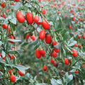 Goji Berry Plant – Lycium chinense Live Edible Superfruit Shrub in Nursery Pot