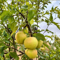 Emerald Crisp Asian Pear Tree – Pyrus pyrifolia Bare Root | 32–36 Inches Tall | Early Sweet Juicy Pear