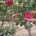 Crimson Seedless Grape Vine – Live Bare Root Fruit Vine | Sweet Red Seedless Table Grapes