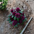 Rhododendron ‘Polarnacht’ Live Evergreen Shrub with Deep Purple Blooms | Cold Hardy Compact Rhododendron