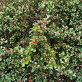 Old Heavy Berry American Holly – Female Evergreen Shrub with Red Berries in Quart Pot