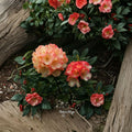 Rhododendron ‘Seaview Sunset’ Evergreen Shrub | Orange Yellow Blooms | Compact Container Grown