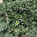Blue Prince Holly - Male Evergreen Ilex x meserveae in 1 Gallon Pot | Deer Resistant Landscape Shrub