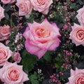 Kordes Perfecta Rose - Everblooming Hybrid Tea Rose | 2 Gallon Live Plant | Cream Pink Blooms