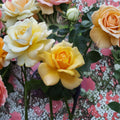 Sunsprite Floribunda Rose - Deep Yellow Fragrant Rose Bush | 1 Gallon Plant