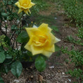 Oregold Grandiflora Rose - Live Yellow Rose Bush 3 Gallon | Repeat Blooming Garden Shrub