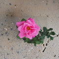 Perfume Delight Hybrid Tea Rose - Fragrant Pink Rose Bush 3 Gallon Plant