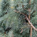 Abies procera 'DelBar Cascade' Noble Fir Live Plant - 10 Inch Weeping Blue Evergreen in 1 Gallon Pot