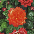 Charisma Floribunda Rose – 3 Gallon Live Bush Plant with Red Orange Yellow Blooms