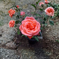 Tropicana Hybrid Tea Rose - 5 Gallon Live Bush Plant with Fragrant Orange Blooms