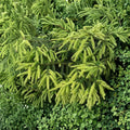 Early Gold Oriental Spruce - 10 Inch Live Golden Evergreen in 1 Gallon Pot | Picea orientalis