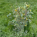 Ilex pedunculosa 'Frosty Morn' – Variegated Longstalk Holly Live Plant in 2 Gallon Pot