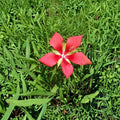 Texas Star Hibiscus Live Plant - Hibiscus coccineus 2 Gallon with Healthy Roots