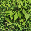 Acer cissifolium Ivy-Leafed Maple Tree Live Plant | 12 Inch Tall in 4 Inch Pot | Rare Ornamental Maple