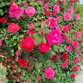 Double Knock Out® Red Rose - 1 Gallon Live Bush Plant | Disease Resistant, Continuous Red Blooms