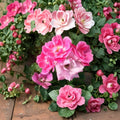 Pink Knock Out® Rose – Medium Pink 1 Gallon Live Shrub Plant | Disease Resistant Landscape Rose
