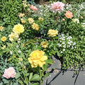 Julia Child Rose Butter Gold Live Bush Plant | 1 Gallon Floribunda Rose | 2006 AARS Winner