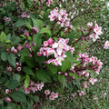 Deutzia crenata ‘Nikko Blush’ Live Plant - 12 Inch, 1 Gallon Pot, Soft Pink Blooms