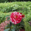 Scentimental Floribunda Rose – 2 Gallon Live Bush Plant with Striped Fragrant Blooms