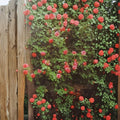 Climbing America Rose Salmon Pink Live Bush Plant 2 Gallon Fragrant Climbing Rose