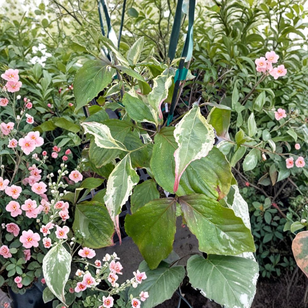 Cornus kousa 'Summer Games' – 12 Inch Chinese Dogwood Live Plant with Variegated Foliage