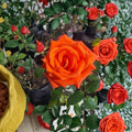 Marina Everblooming Floribunda Rose – Salmon Orange Live Bush Plant | 3 Gallon