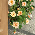 Southern Peach Rose Miniature Rose Bush | 2 Gallon Apricot Yellow Flowering Shrub